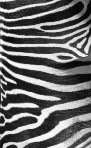 Drap-de-plage-coton-90-x-170-cm-zebre